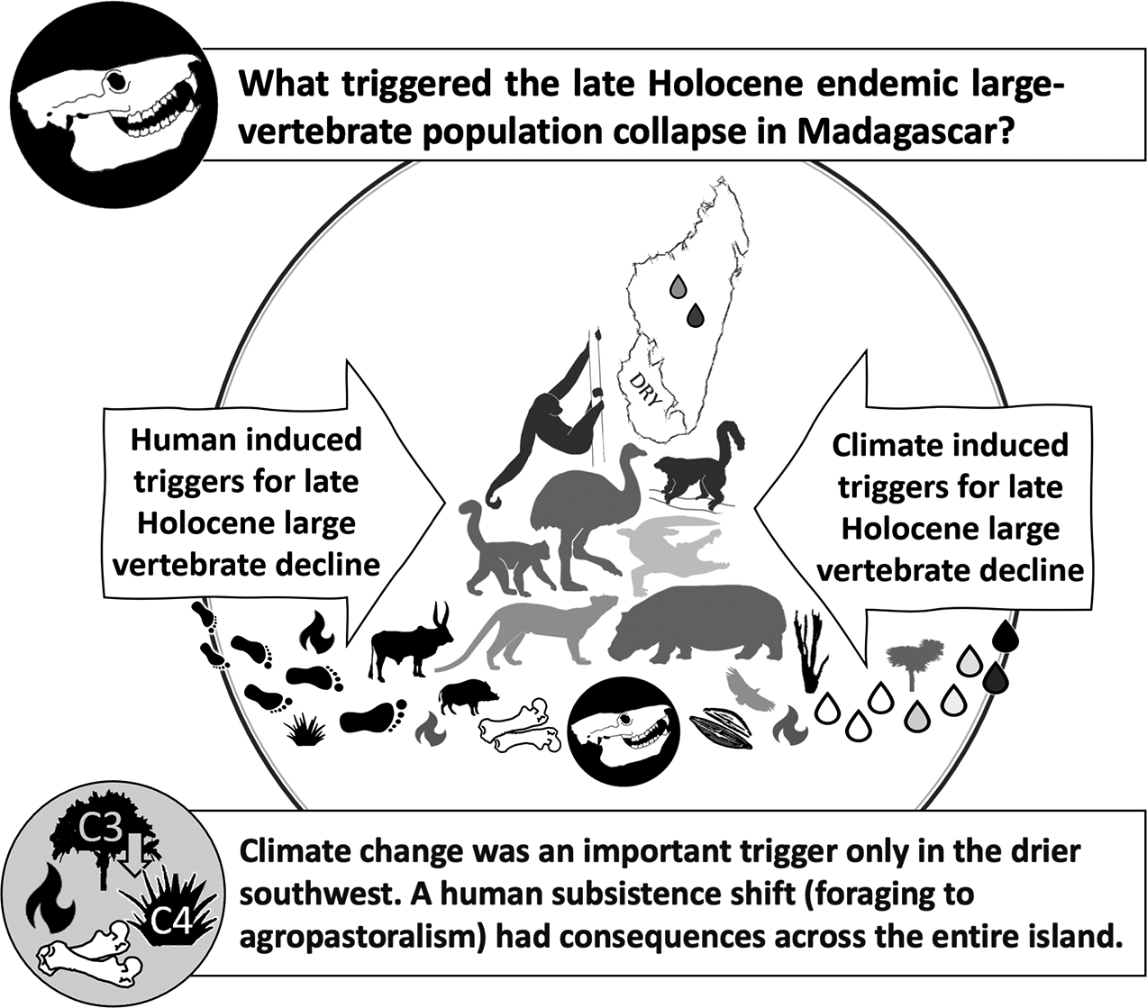 graphical abstract for Patterns of late Holocene and historical extinctions on Madagascar - open in full screen