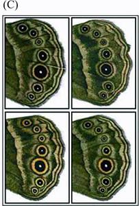 Content in image described in text.