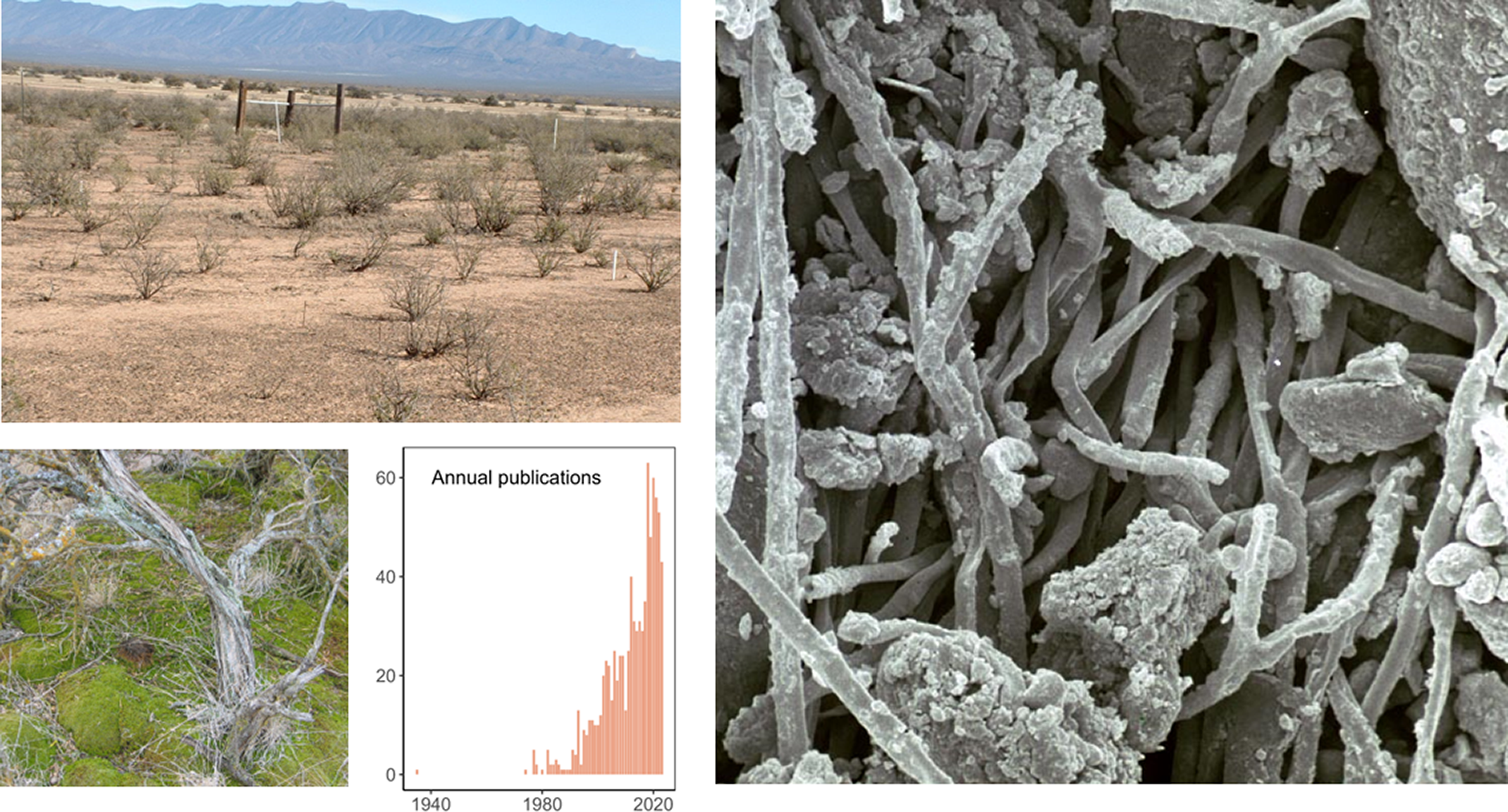 graphical abstract for Biocrust research in North America with a focus on drylands: history, insights and opportunities - open in full screen