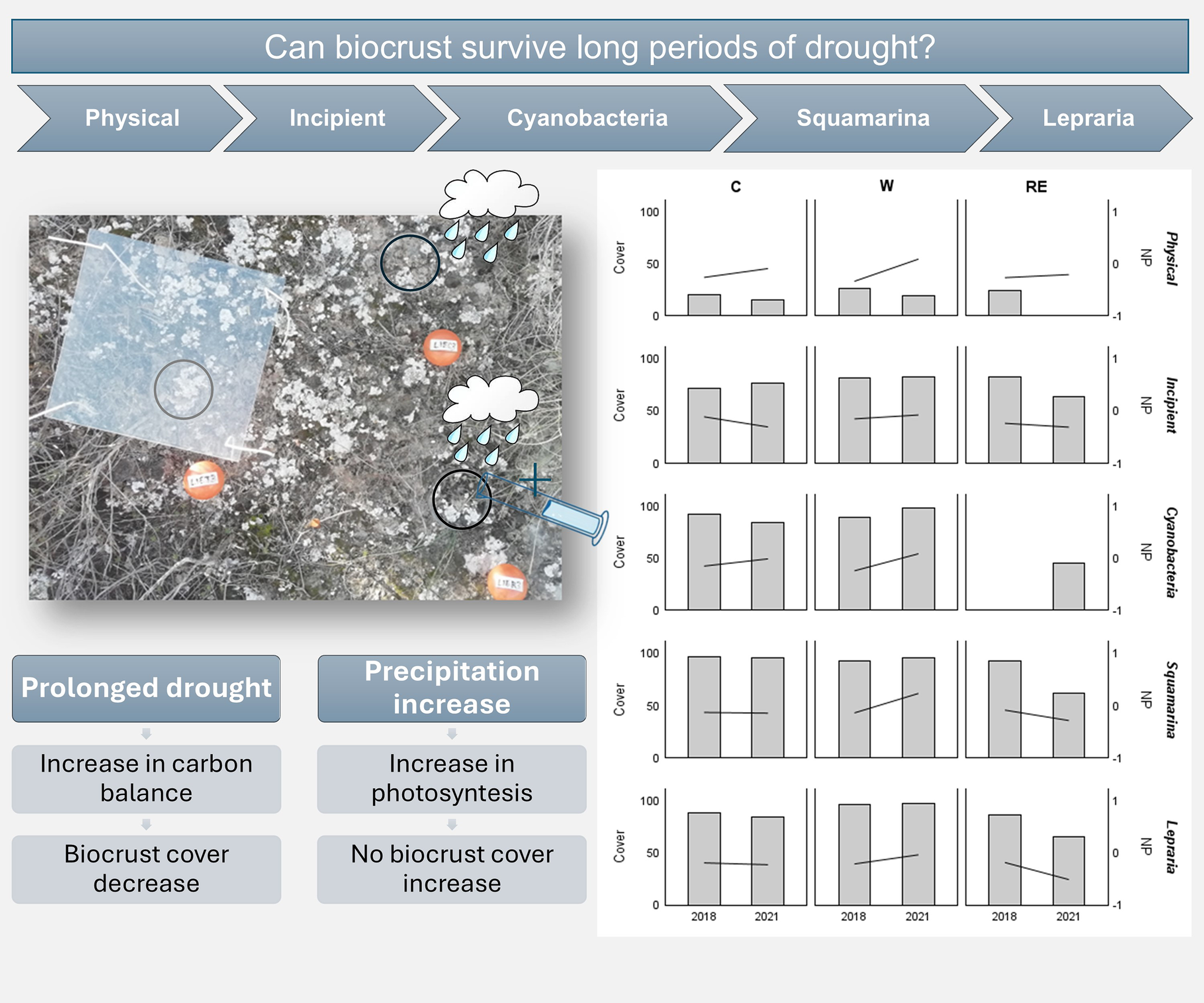 graphical abstract for Drought affects biocrust more than increased rainfall in the Tabernas Desert (SE Spain) - open in full screen